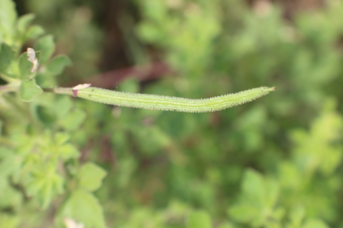 Cleome viscosa L.